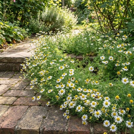 Roman, Chamomile Seeds - Packet image number null